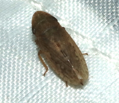 Aphrodes