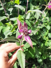 Monarda fistulosa