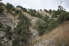 Juniperus polycarpos