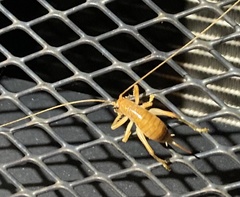 Camptonotus carolinensis