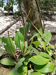 Peperomia obtusifolia