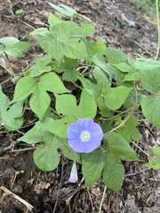 Ipomoea hederacea