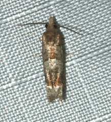 Eucosma