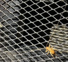 Camptonotus carolinensis