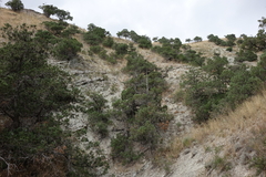 Juniperus polycarpos