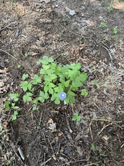 Ipomoea hederacea