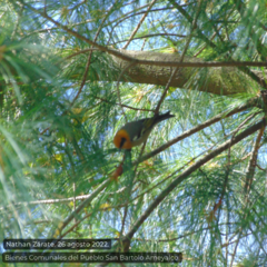 Peucedramus taeniatus