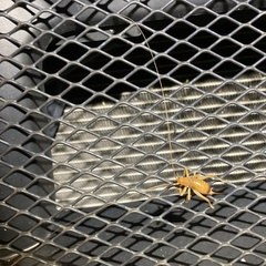 Camptonotus carolinensis