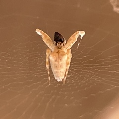 Uloborus