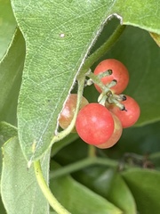 Cocculus carolinus