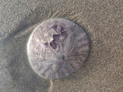 Dendraster excentricus