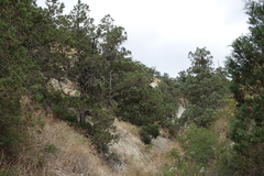 Juniperus polycarpos