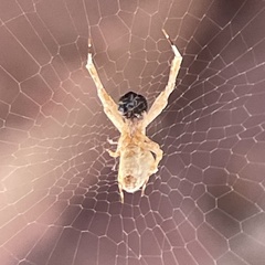 Uloborus