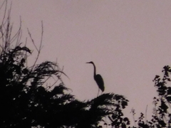 Ardeidae