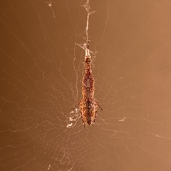 Uloborus