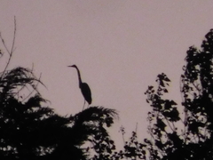 Ardeidae
