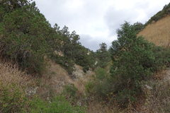 Juniperus polycarpos