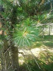 Pinus sibirica