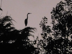 Ardeidae