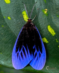Pompelon marginata