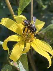 Megachile xylocopoides