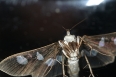 Desmia funeralis