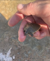 Apalone spinifera guadalupensis