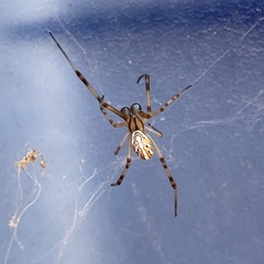 Latrodectus hesperus
