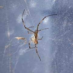 Latrodectus hesperus