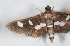 Desmia funeralis