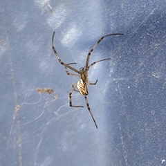 Latrodectus hesperus