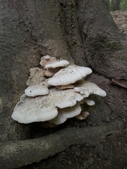Trametes suaveolens