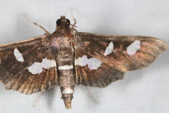 Desmia funeralis