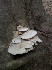 Trametes suaveolens