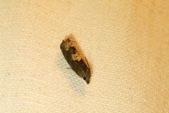 Eucosma parmatana