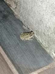 Incilius marmoreus