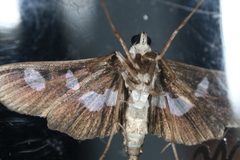 Desmia funeralis