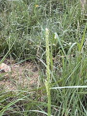 Tridens albescens