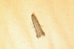 Phycitodes reliquellum