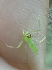 Lyssomanes viridis
