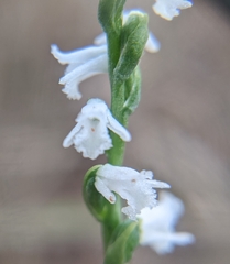 Spiranthes tuberosa