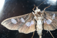 Desmia funeralis