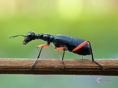 Neocollyris