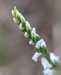 Spiranthes tuberosa
