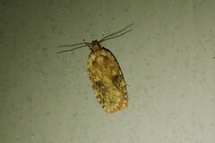 Agonopterix pulvipennella