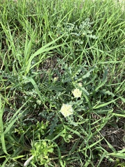 Chamaesaracha coronopus