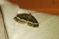 Euphyia intermediata