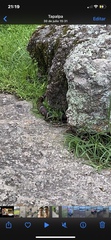 Lampropeltis