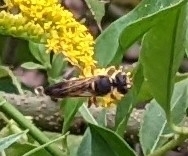 Myzinum quinquecinctum