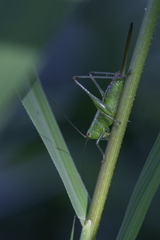 Conocephalus brevipennis